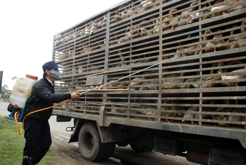 Во Вьетнаме активизируют работу по предупреждению и борьбе с птичьим гриппом H7A9